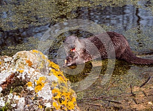 Otter eats his prey