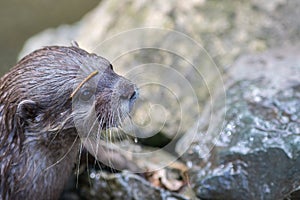 Otter face close-up. Beautiful wildlife nature image. Cute animal