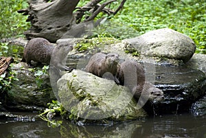 Otter family