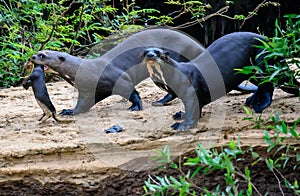 Otter family on the move