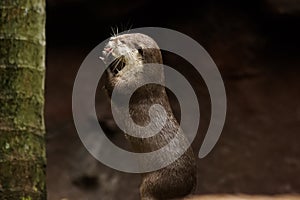 Otter at feeding time in Australia