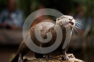 Otter at feeding time in Australia