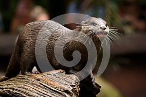 Otter at feeding time in Australia