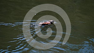 Otter floats on the river on the surface of the water