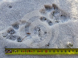 Otter footprint in the snow