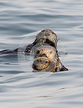 Otter get in a row