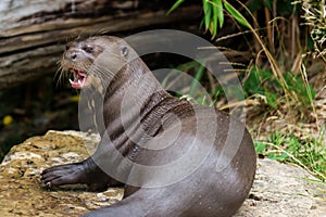 Otter giant near river