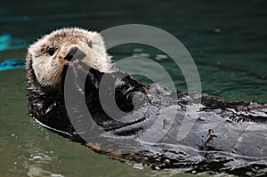 Otter greeting