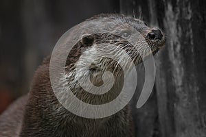 Otter head close-up in profile of a sprightly  beast