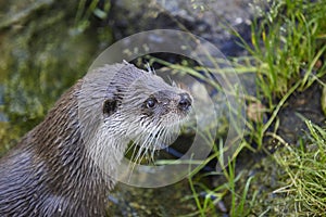 Otter head in wilderness. Wildlife animal background