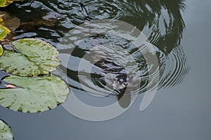 Otter in Horton Plains Sri Lanka