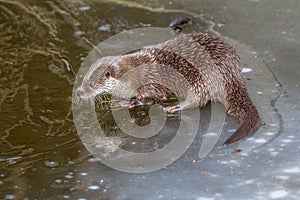 Otter on ice photo