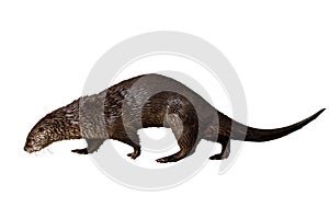 Otter isolated on white background. North American river otter, Lontra canadensis, sniffs about prey. Brown fur coat animal. photo
