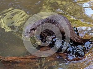 Otter at Jersey