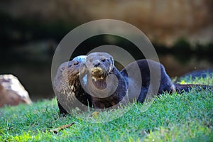 Otter Kiss