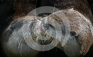 Otter kissing