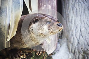 Otter (Latin Lutra lutra).