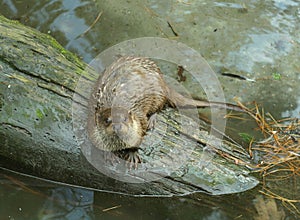 Otter on a log