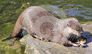 Otter lunch