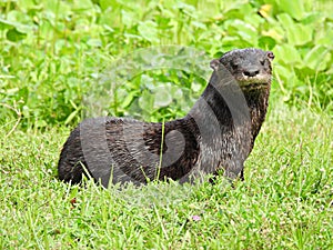 Otter (Lutra Canadensis)