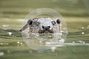 Otter, Lutra lutra photo