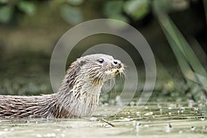 Otter, Lutra lutra photo