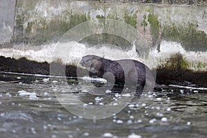 Otter, Lutra lutra photo