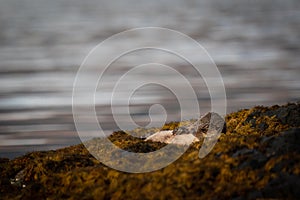 Otter Lutra lutra sleeping peacefully