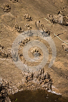 Otter (Lutra lutra) tracks by the River Avon