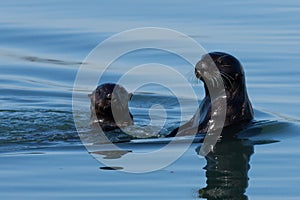 Otter Mom and Pup