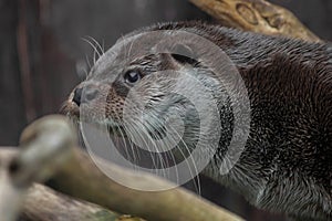 Otter muzzle in profile. The muzzle of a river animal is a furry predatory animal with beautiful fur, eyes of a button