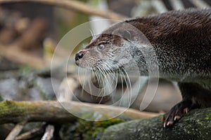 Otter muzzle in profile. The muzzle of a river animal is a furry predatory animal with beautiful fur, eyes of a button