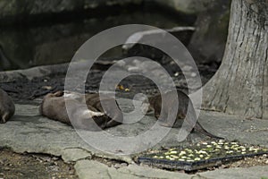 Otter in nature abstract