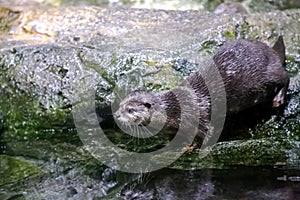 Otter near water in a sea aquarium