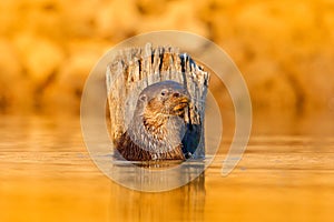 Otter in orange evening light water. Giant Otter, Pteronura brasiliensis, portrait in the river water level, Rio Negro, Pantanal,