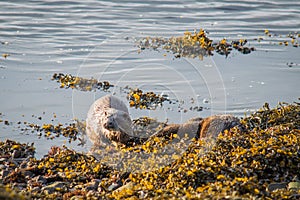 Otter pair one resting and one just emerging from the water