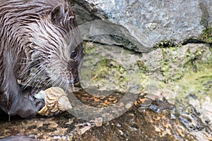 Otter playing with a sea shell. Close-up of river animal face