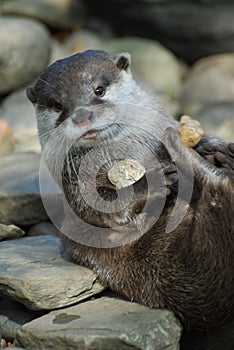 Otter playing with some stones
