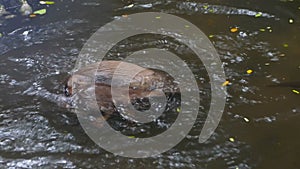 Otter playing together in the pond