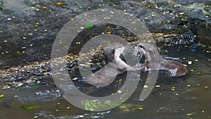 Otter playing together in the pond