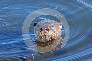 An Otter Pops Its Head Above the Water