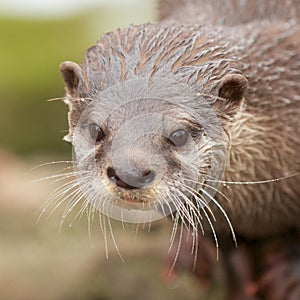 Otter Portrait