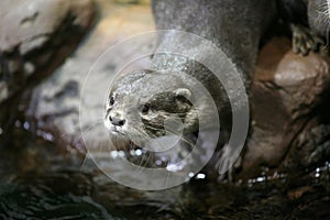 Otter portrait