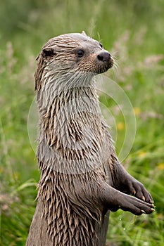 Otter portrait