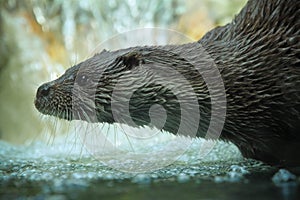 Otter profile