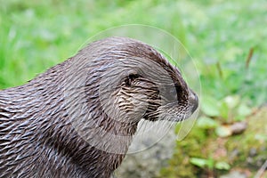 Otter profile