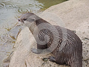 Otter in the rain