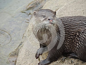 Otter in the rain