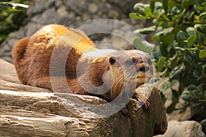 Otter Resting