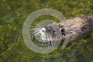 Otter in Richelieu